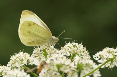 Küçük beyaz bir kelebek, Pieris rapae, bir çiçeğe sarılmış..