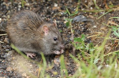 Vahşi bir kahverengi sıçan, Rattus norvegicus, gölün kenarında deniz mahsulleri yiyor..