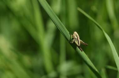 Genç Roesel 'in Çalı-Kriketi, Metrioptera Roeselii, baharda bir çim yaprağına tünemişti..