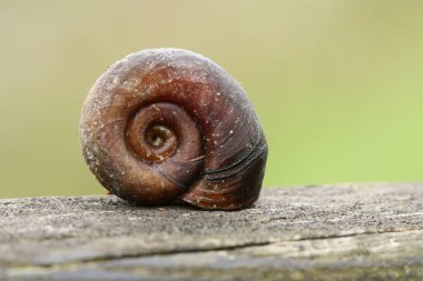 Bir Ramshorn Salyangozu kabuğu, Planorbidae, İngiltere 'de bir göletin kenarında dinleniyor..