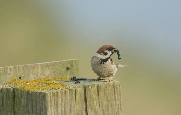 Редкое Дерево Воробей Passer Montanus Сидя Деревянном Столбе Забора Caterpillar — стоковое фото