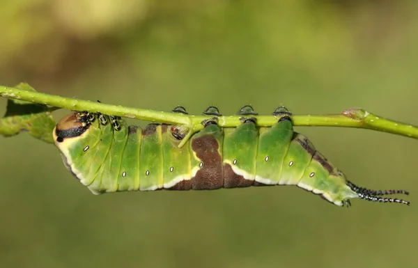Μια Εκπληκτική Puss Moth Caterpillar Cerura Vinulais Σίτιση Ανάποδα Ένα — Φωτογραφία Αρχείου