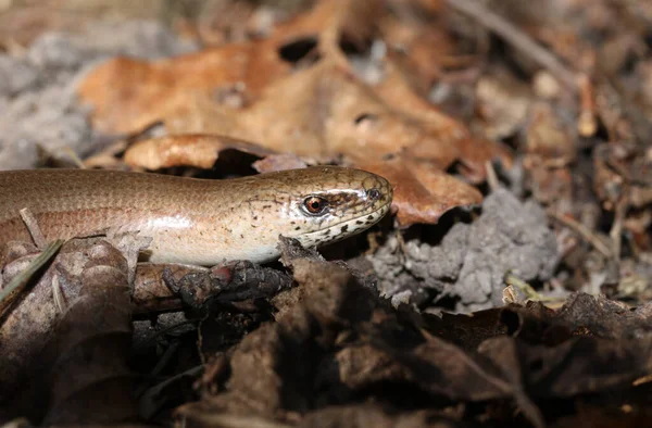 Anguis Fragilis Gusano Lento Calentándose Suelo Sol Antes Cazar — Foto de Stock