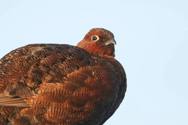 Tiro Cabeça Belo Red Grouse Lagopus Lagopus Charneca Reino Unido — Fotografia de Stock