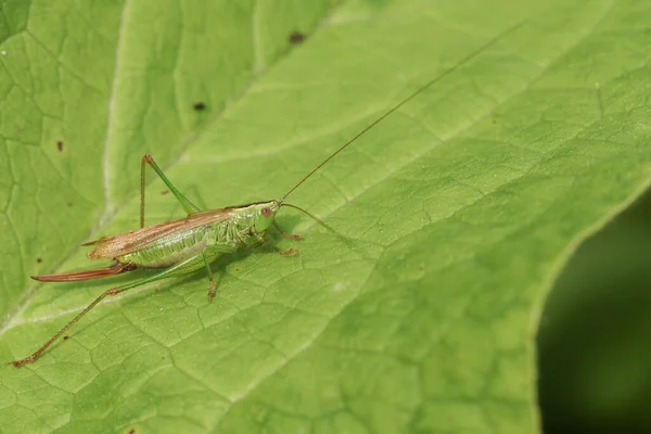 Pretty Long Winged Conehead Cricket Conocephalus Discolor Perched Leaf — Stock Photo, Image