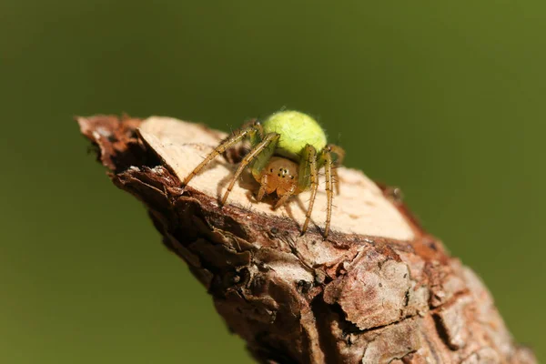 Bonito Pepino Green Orb Spider Araniella Cucurbitina Sensu Stricto Caça — Fotografia de Stock