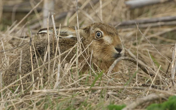 Una Impresionante Liebre Marrón Lepus Europaeus Escondida Hierba Larga — Foto de Stock