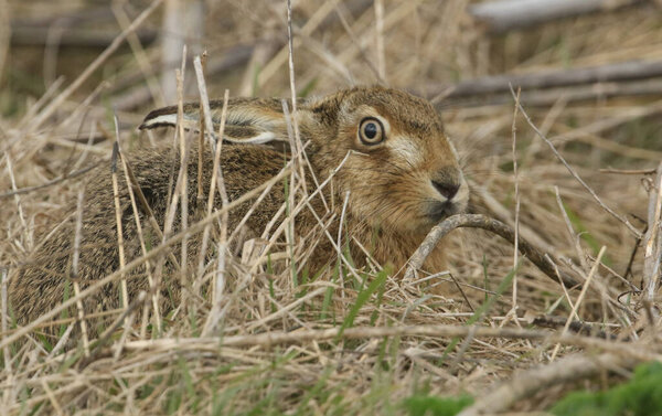 A stunning Brown Hare (Lepus europaeus) hiding in the long grass.
