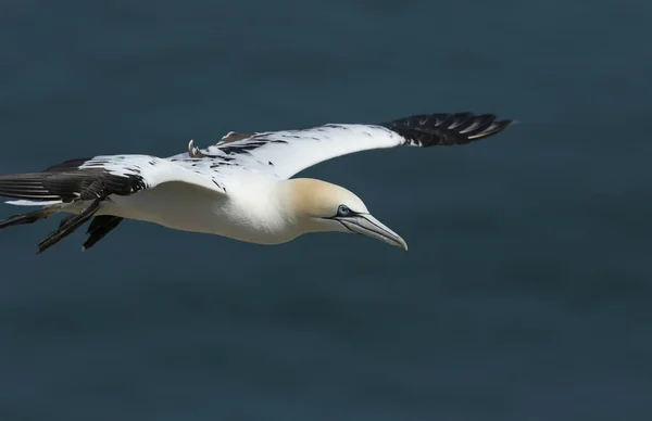 Belo Gannet Morus Bassanus Voando Sobre Mar Bempton Cliffs Yorkshire — Fotografia de Stock