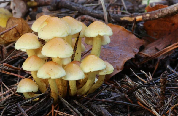 İngiltere 'de bir orman zemininde yaprakların arasında büyüyen güzel bir küme sülfür Tuft Mantarı (Hypholoma fasciculare).. 