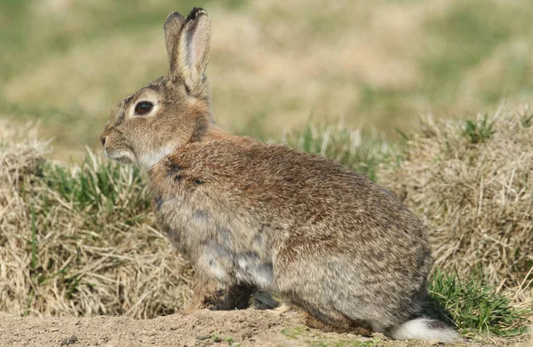 Yetişkin Bir Vahşi Tavşan Orytolagus Cuniculus Yuvasının Yanında Duruyor — Stok fotoğraf