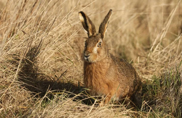 Magnificent Brown Hare Lepus Europaeus Standing Long Grass Meadow — Stock Photo, Image