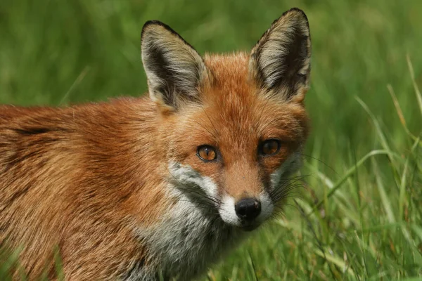 Head Shot Beautiful Red Fox Vulpes Vulpes — Stock Photo, Image