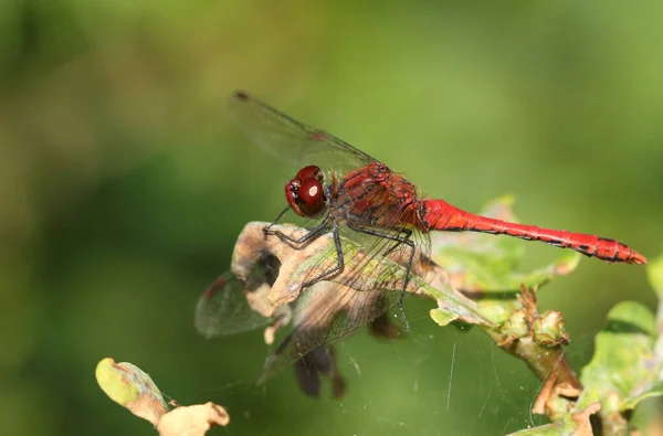 Ruddy Darter Dragonfly Sympetrum Sanguineum Siedzący Roślinie — Zdjęcie stockowe