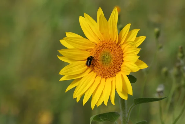 Пчела Собирает Пыльцу Подсолнуха Растущего Лугу — стоковое фото