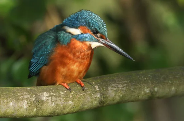 Uma Bela Kingfisher Fêmea Alcedo Atthis Poleiro Galho Que Está — Fotografia de Stock