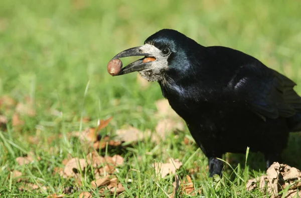 Sersemletici Bir Kale Corvus Frugilegus Gagasında Meşe Palamudu Ile Çimlerin — Stok fotoğraf