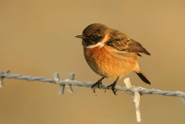 Olśniewający Samiec Stonechat Saxicola Rubicola Siedzący Ogrodzeniu Drutu Kolczastego Pokrytego — Zdjęcie stockowe