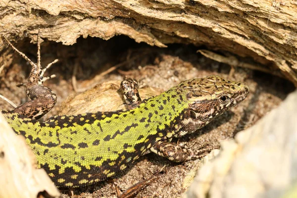 Потрясающий Самец Ящерица Podarcis Muralis Прячется Подлеске — стоковое фото