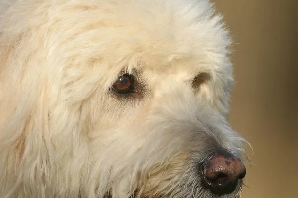 一只可爱的拉布拉多狗的头像 — 图库照片