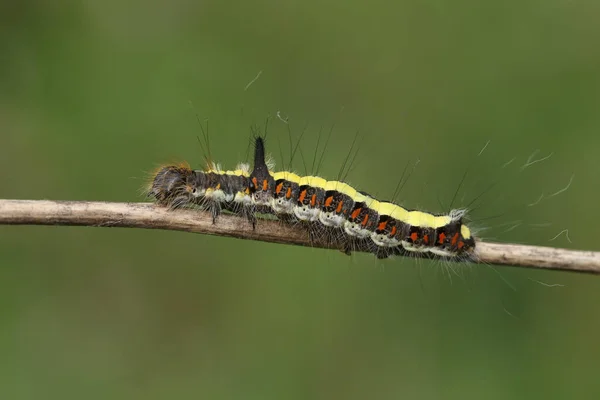 Housenka Šedé Dýky Acronicta Psi Kráčí Větvi Zalesněné Oblasti — Stock fotografie