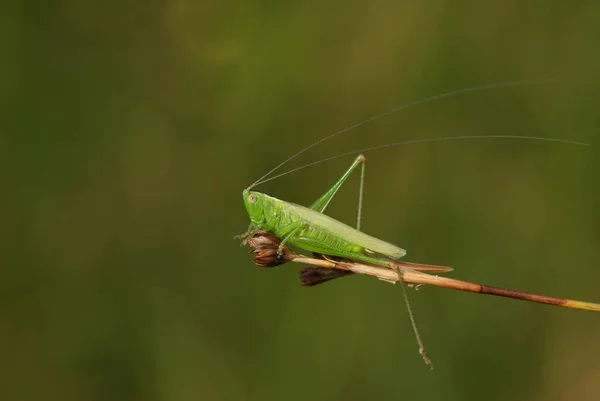 Cricket Conehead Bastante Alado Conocephalus Descolorir Empoleirado Uma Planta Terra — Fotografia de Stock