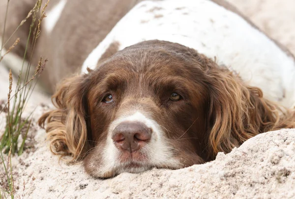 Tatlı Bir Ngiliz Springer Spaniel Köpeği Canis Lupus Familiaris Kumların — Stok fotoğraf