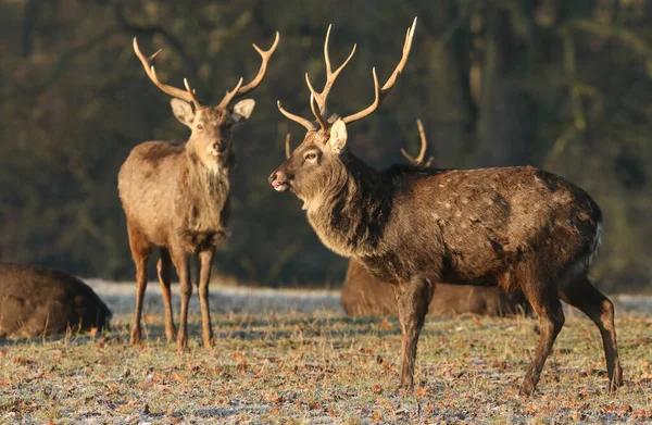 Prachtig Hert Manchurian Sika Deers Cervus Nippon Mantchuricus Staand Een — Stockfoto