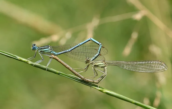 Mating Pair Pretty White Legged Damselfly Platycnemis Pennipes Perching Grass — Stock Photo, Image
