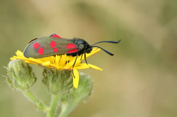 Гарний Шестимісний Метелик Burnet Zygaena Filipendulae Сидів Квітці Лузі — стокове фото