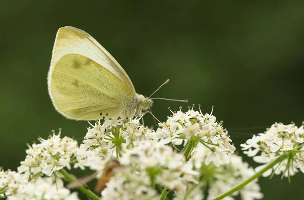 Una Bonita Mariposa Blanca Pieris Rapae Nectaring Una Flor — Foto de Stock