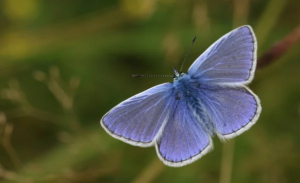 Una Impresionante Mariposa Azul Común Masculina Polyommatus Icarus Posada Sobre — Foto de Stock