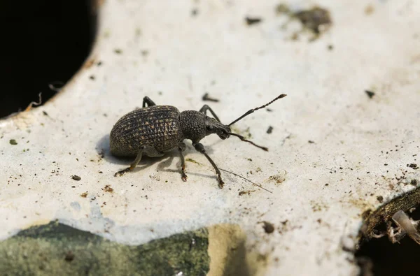 Bir Vine Weevil, Otiorhynchus sulcatus, bir bahçe süslemesinin altında saklanıyor..