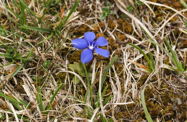 Uma Bela Floração Primavera Gentian Gentiana Verna Crescendo Charneca Reino — Fotografia de Stock