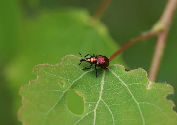 Гарне Листя Прокатки Byctiscus Populi Всмоктується Листі Аспен Дерева Populus — стокове фото