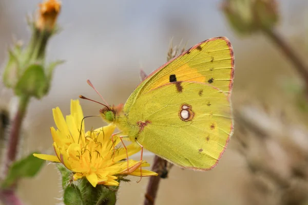 Una Impresionante Mariposa Amarilla Nublada Colias Croceus Necturing Una Flor — Foto de Stock