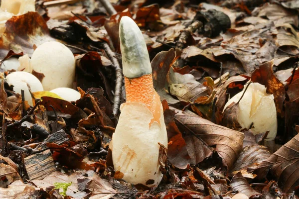 Dog Stinkhorn Mutinus Caninus Growing Out Forest Floor — Stock Photo, Image