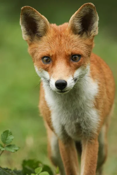 Ciekawy Polowanie Red Fox Vulpes Vulpes — Zdjęcie stockowe