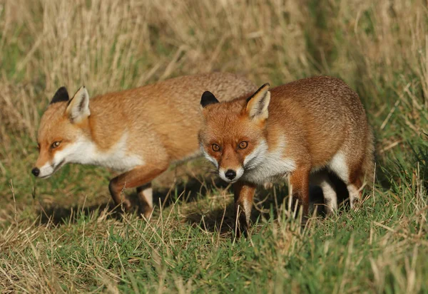 Two magnificent hunting wild Red Fox, Vulpes vulpes, walking along the edge of a field.
