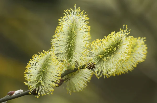 A branch of pretty Goat Willow or Pussy Willow, Salix caprea, growing on a tree in the UK.