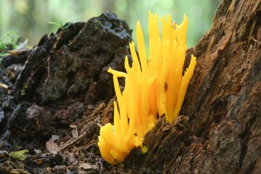İngiltere 'de bir ormanda ağaçtan çıkan güzel bir sarı Stagshorn mantarı (Calocera viscosa)..