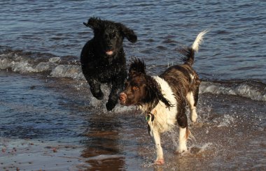 Bir İngiliz Springer Spaniel ve bir Newfoundland köpeği İskoçya sahilinde oynuyorlar..