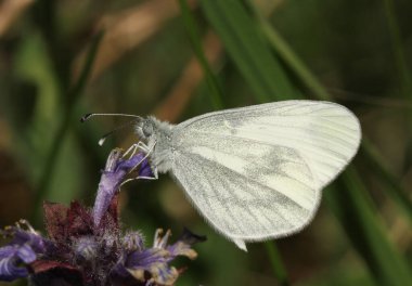 A rare Wood White Butterfly (Leptidea sinapis ) our daintiest butterflies with one of the slowest and delicate flights of all the British butterflies, feeding from a flower.