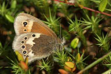Büyük bir Heath Butterfly 'ın (Coenonympha tullia) kanatları kapalı bir şekilde Moss' a tünemiş kenar görüntüsü.