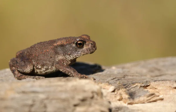 Een Schattige Kleine Baby Gewone Pad Bufo Bufo Jagen Voedsel — Stockfoto