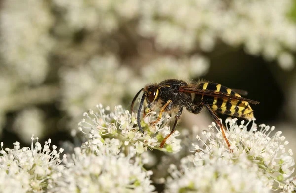 Una Avispa Común Vespula Vulgaris Alimentándose Del Polen Una Flor —  Fotos de Stock