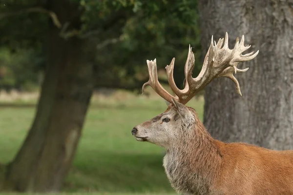 Ett Huvudskott Magnifik Red Deer Stag Cervus Elaphus Stående Ett — Stockfoto