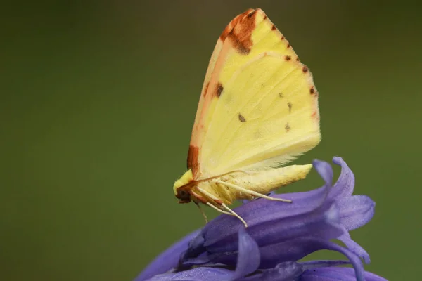 Beautiful Brimstone Moth Opisthograptis Luteolata Perching Bluebell Flower Spring — Φωτογραφία Αρχείου