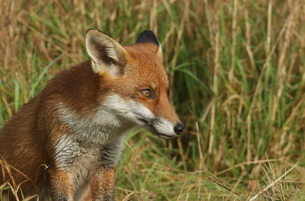 Magnificent Red Fox Vulpes Vulpes Sitting Long Grass — Fotografia de Stock