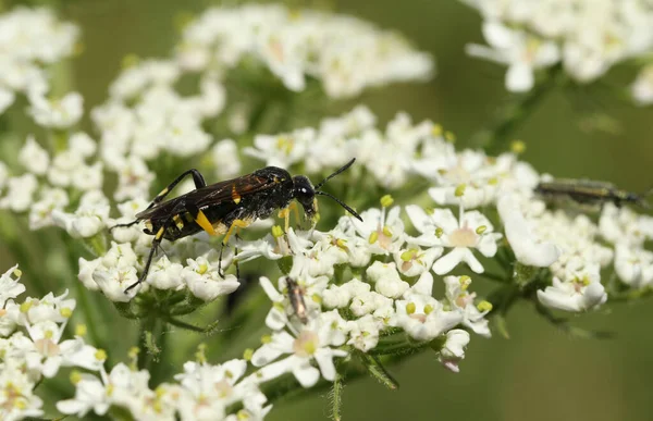 Pretty Sawfly Macrophya Montana Nectaring Flower Meadow —  Fotos de Stock